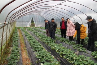 翠屏区农林畜牧局开展元旦节前农产品质量安全专项检查，筑牢食用农产品安全“防火墙”