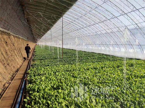 2021年黑龙江省食用农产品合格率达98%以上，安全水平持续提升