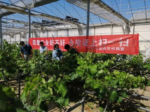 乐陵市食用农产品合格证正式上线，守护舌尖上的安全新篇章